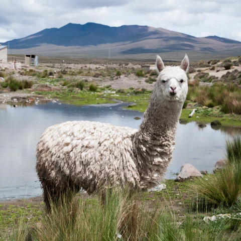 Lama dans la pampa