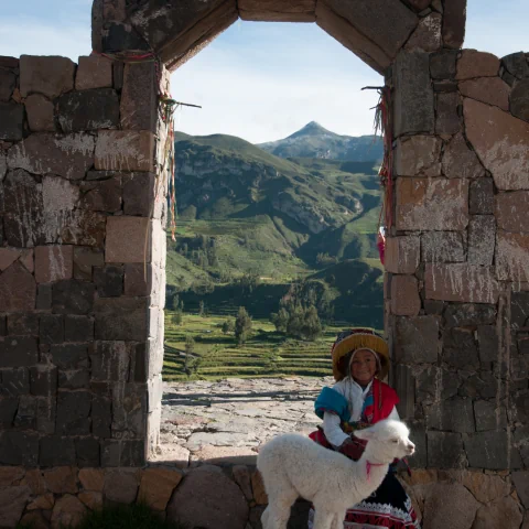 enfant et lama au perou